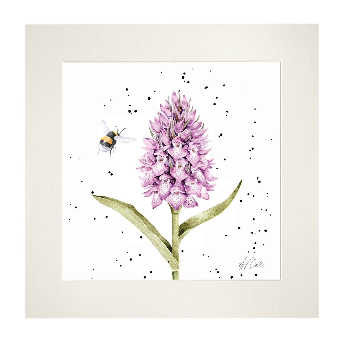 'Marsh Orchid' illustrated bee and flower mounted print