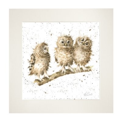 'You First!' owl mounted print