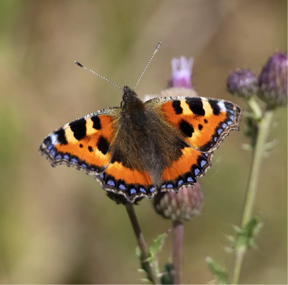 24 species of butterfly have been recorded on the farm, a significant increase on the 14 species we had prior to rewilding