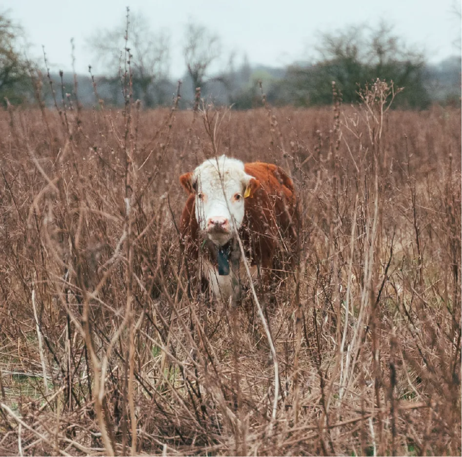 We welcomed three miniature Hereford steers named Paddy, Percy and Pedro to our farm. These animals help recreate the natural processes that once shaped our landscape, with their different grazing habits creating a rich and biodiverse ecosystem.