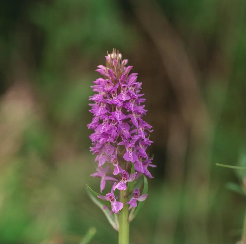 The appearance of Marsh Orchids on the farm is an encouraging sign of the habitat continuing to recover. These delicate wildflowers will only grow where conditions are just right, relying on specific fungi in the soil to help them germinate and thrive.