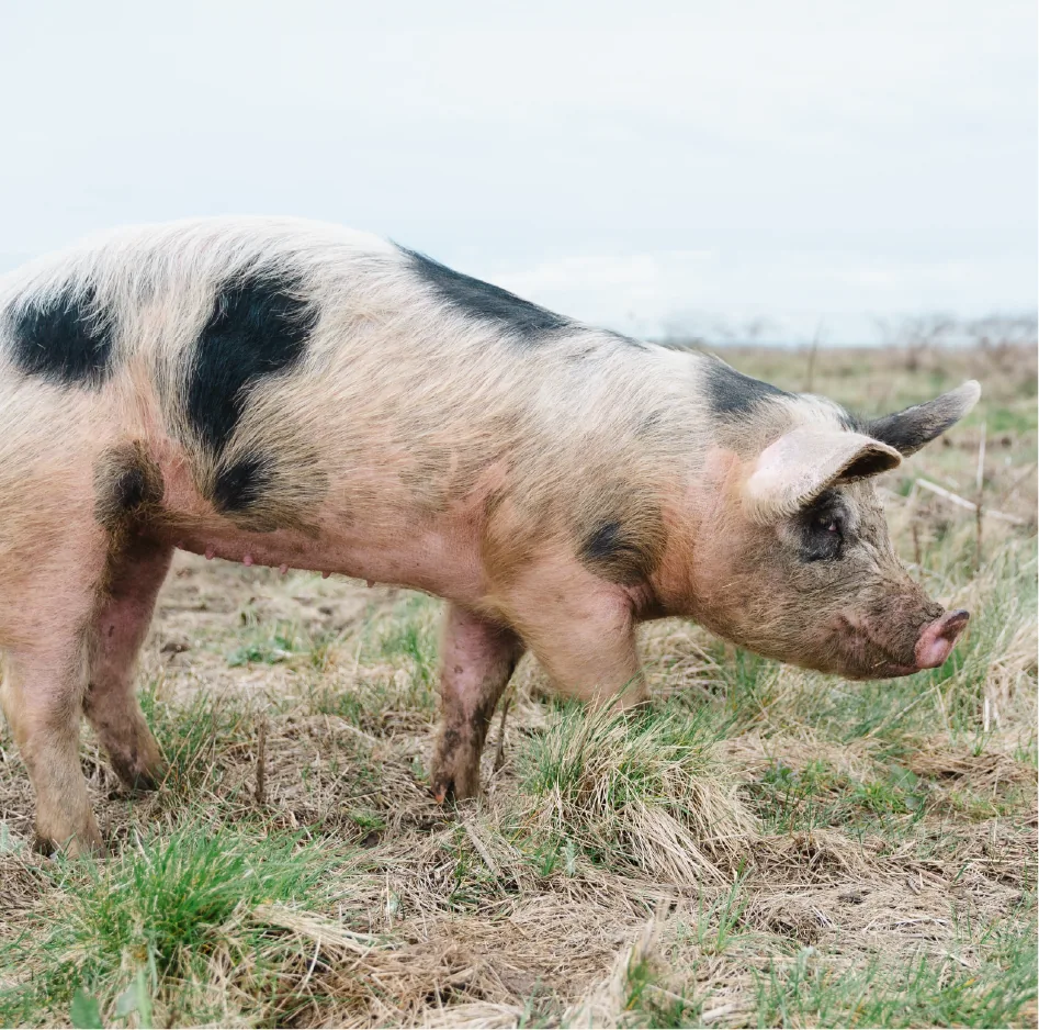 Two pigs, Vanessa & Gillian have been introduced to help restore and enhance the habitat, using their natural rooting and foraging behaviours to create varied ground conditions that encourage biodiversity and support a healthier ecosystem.