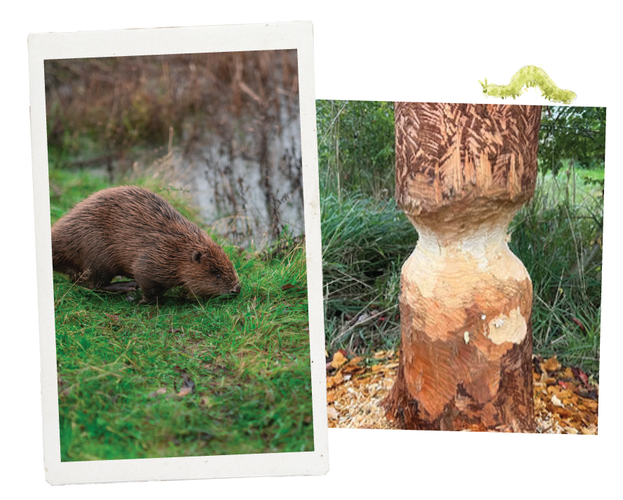 Beaver reintroduction