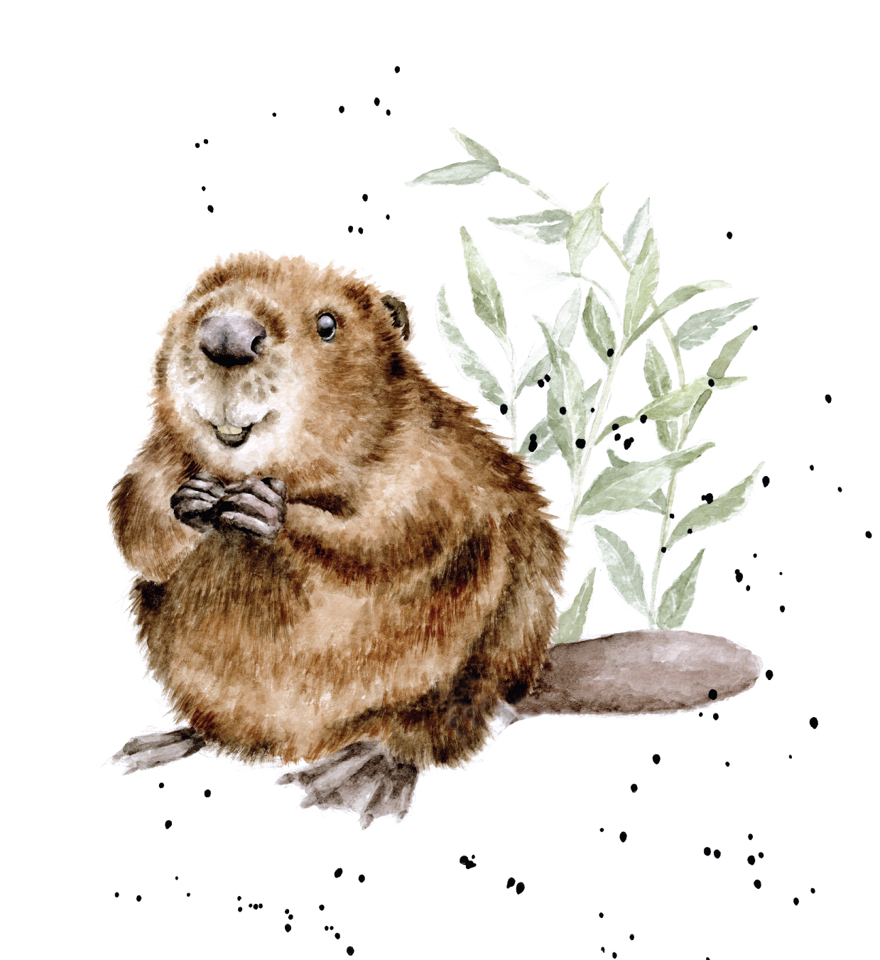 Illustrated beaver