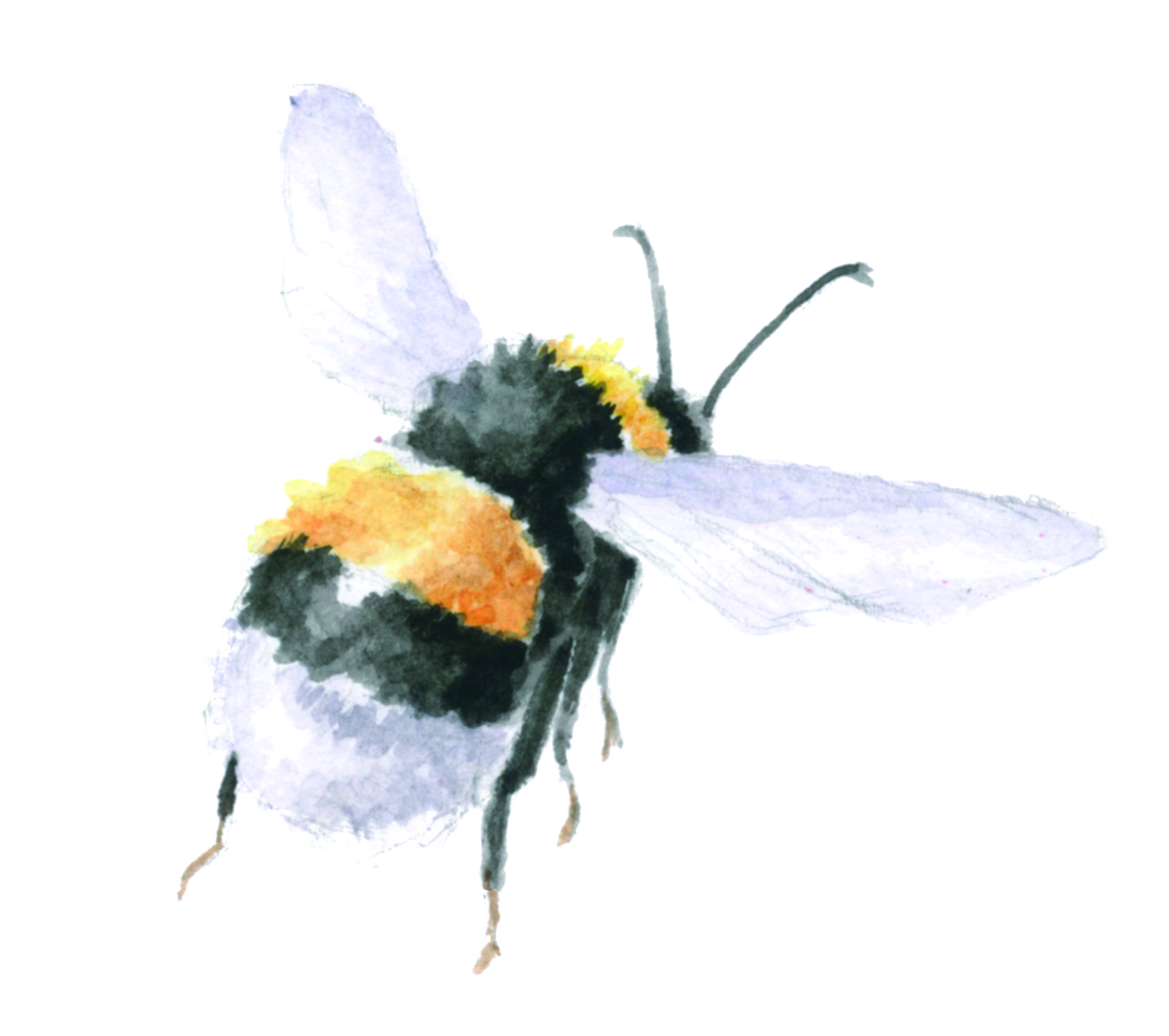 Illustrated bee