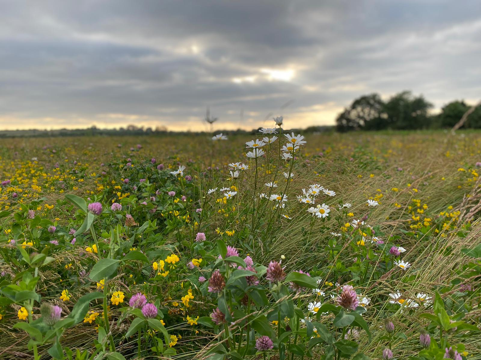 Wild meadow with flowers