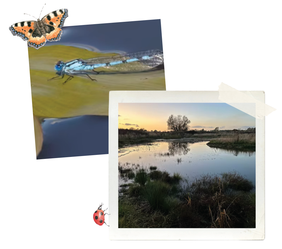 Wetland creation